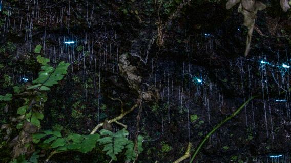Nocturnal Evening Rainforest & Glow Worm Tour from Gold Coast