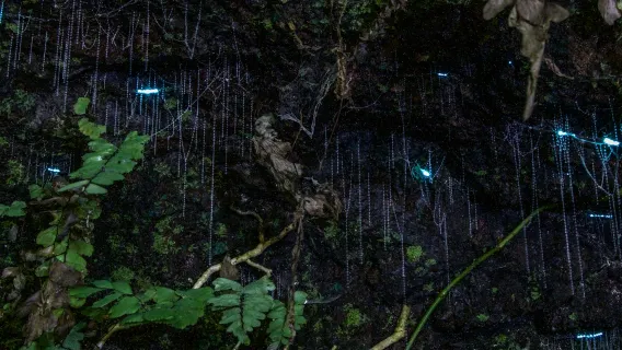 Passeio Noturno pela Floresta Tropical e Caverna dos Vaga-Lumes saindo da Gold Coast