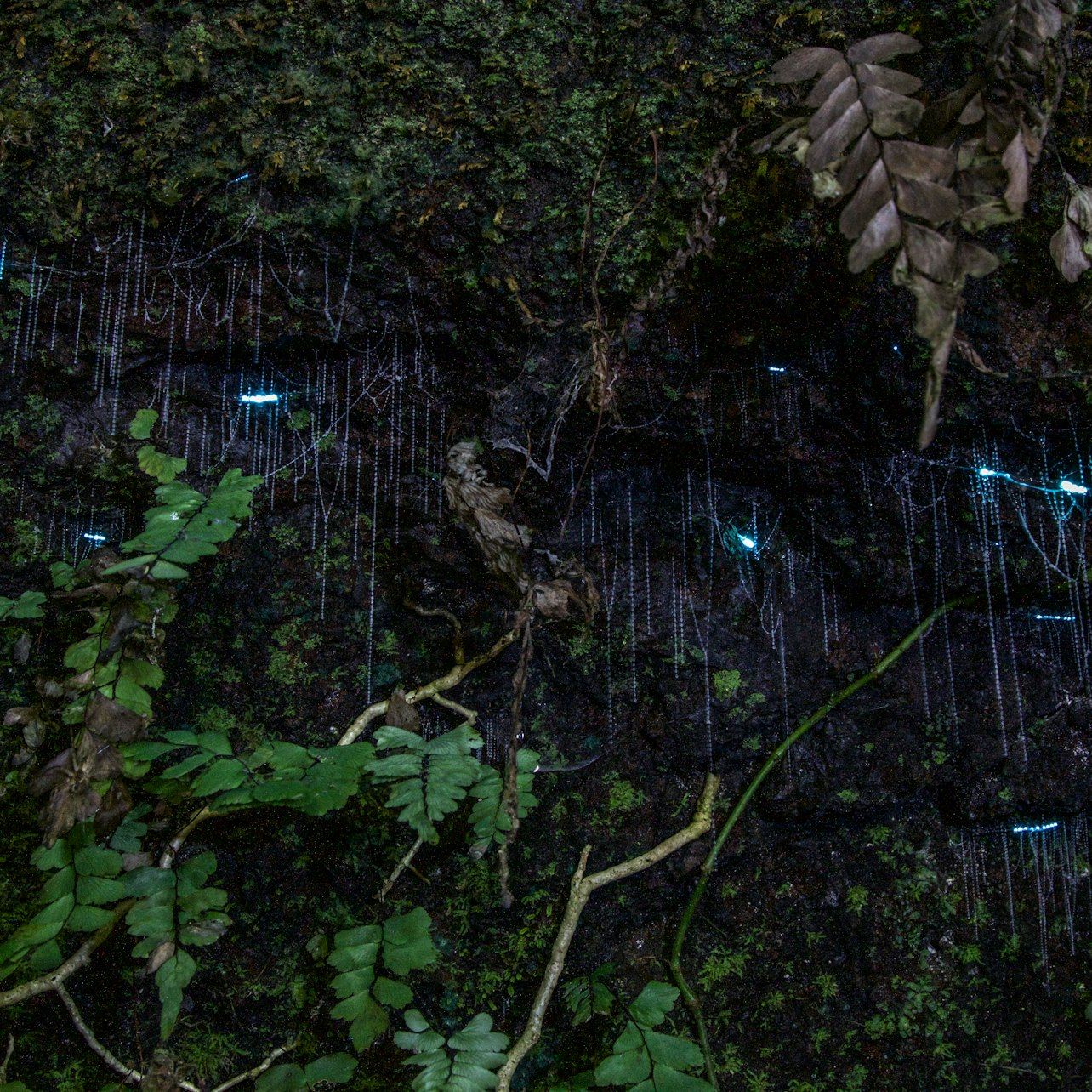 Excursión nocturna a la selva tropical y luciérnagas desde Gold Coast