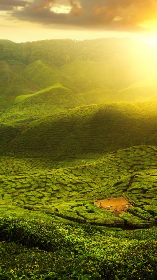 Cameron Highlands Tour with Scenic Buggy Ride - Private Option