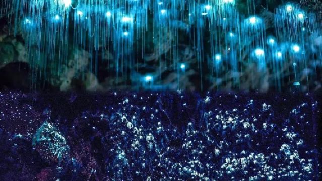 奧克蘭來回一日遊【螢火蟲洞+霍比特村+紐西蘭國鳥小鎮】