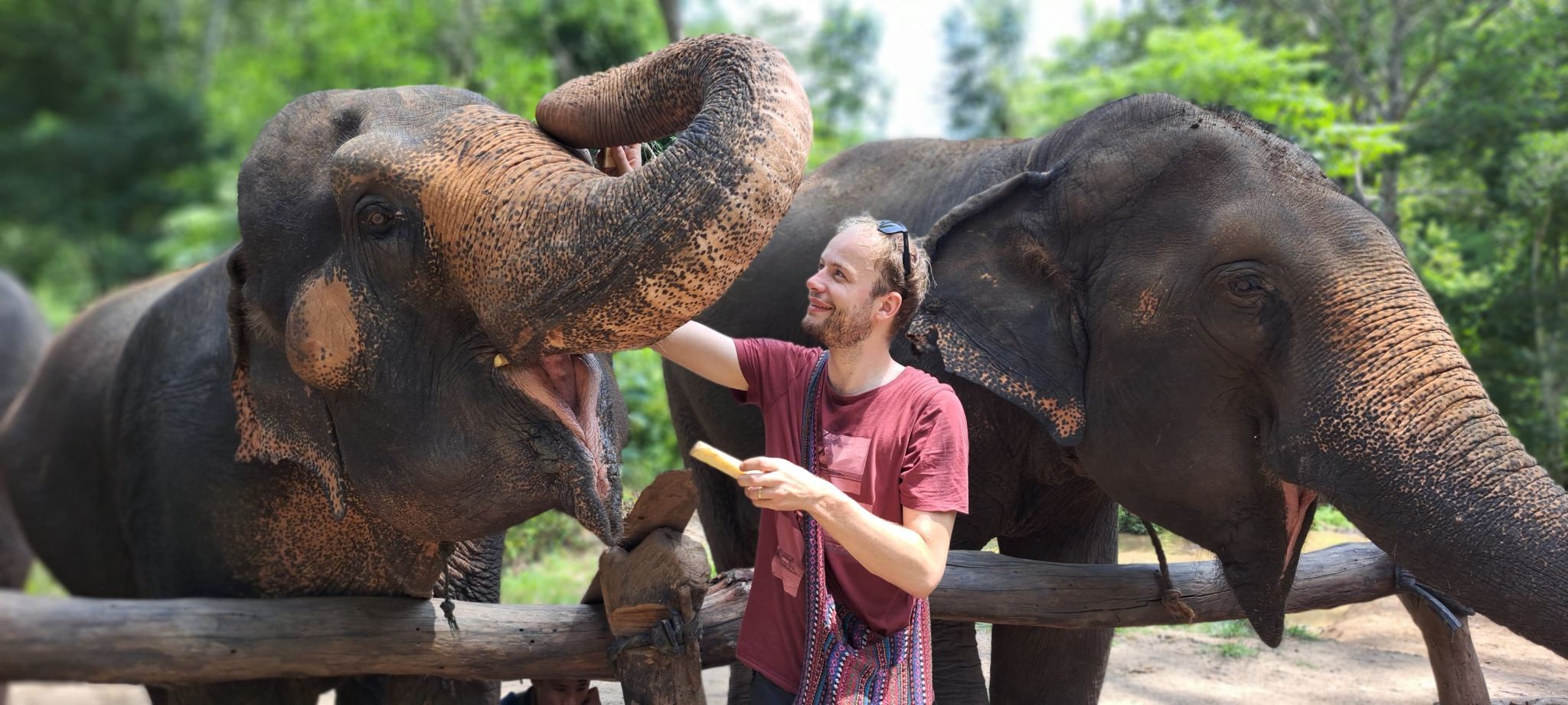 Tour giornaliero a Chiang Mai al campo di protezione degli elefanti Hug - Abbraccia il santuario degli elefanti con pasti e trasferimento inclusi