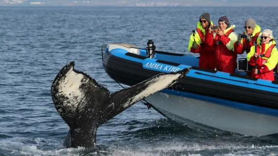 Husavík: Whale & Puffin Watching Tour in a RIB Speedboat