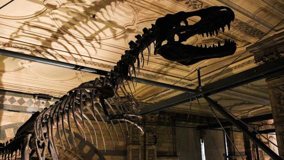 Natural History Museum London: Semi-Private Guided Tour