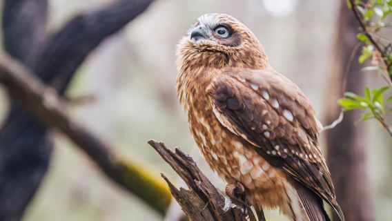 Capes Raptor Centre: Bird of Prey Encounter & Forest Walk