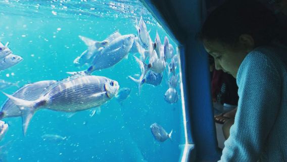 Cap Norfeu: 2-Hr Glass Bottom Boat Trip from Roses or Santa Margarita