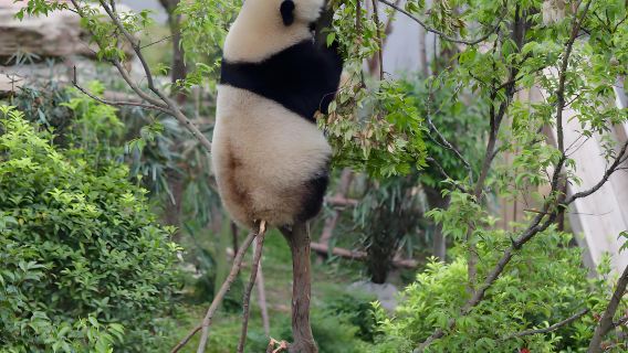 1-day tour of Chengdu Panda Valley + Dujiangyan + Yangtianwo Square + Zhongshuge + South Bridge night view