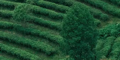 醉遊江門·五洞牛肉一日遊|九江雙蒸+古勞茶山+三十三墟街