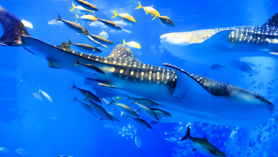 Thủy cung Okinawa CHURAUMI cùng Làng AMERICAN