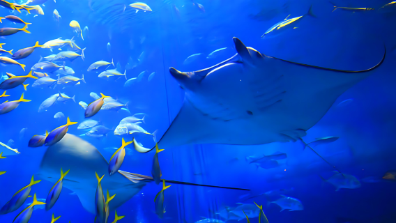 Thủy cung Okinawa CHURAUMI kết hợp Làng RYUKYU