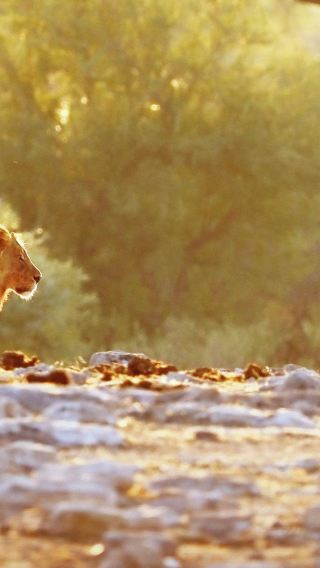 Naankuse Wildlife Sanctuary Half-Day Tour | Get Up Close to Lion and Cheetah Feeding Sessions