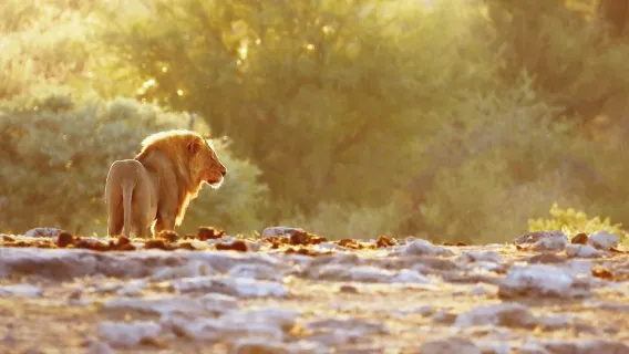Naankuse Wildlife Park Half Day | Get up close and personal with lion and cheetah feedings