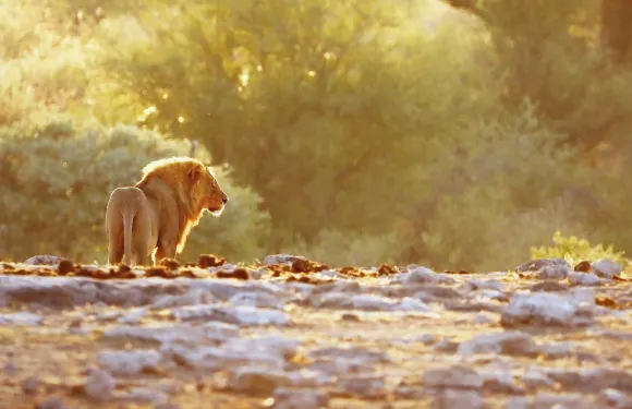 Naankuse野生動物園半日遊｜近距離探索獅子獵豹餵食實況