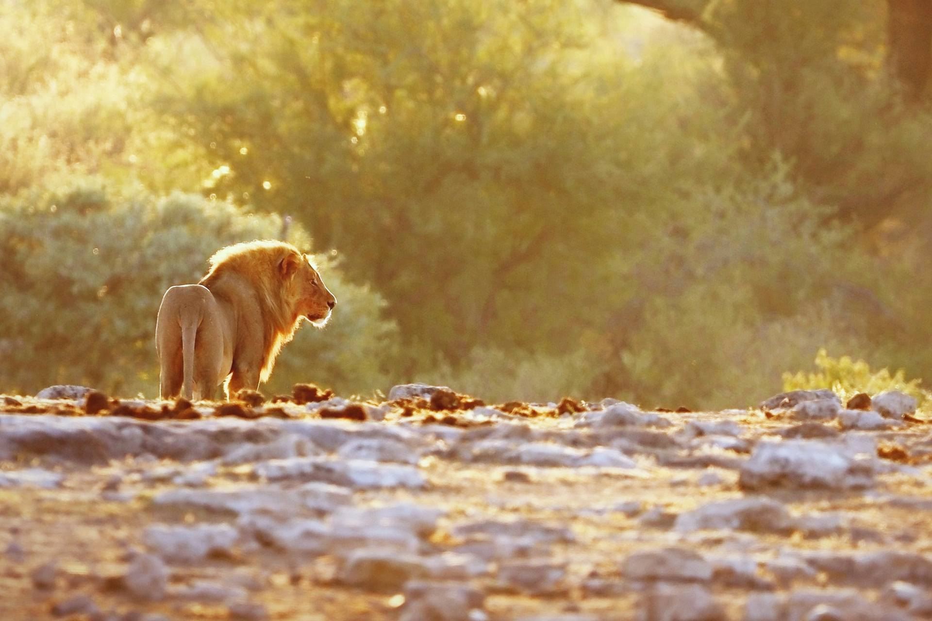 Naankuse Wildlife Sanctuary Half-Day Tour | Get Up Close to Lion and Cheetah Feeding Sessions