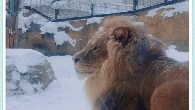 日本札幌來回旭川富良野美瑛/可小樽登別北海道多日-精選