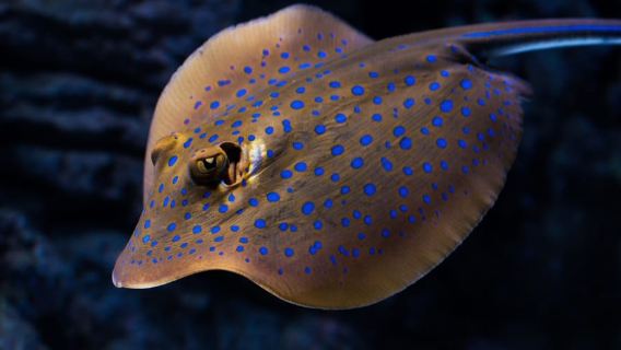 Cairns: Visita guiada al atardecer al acuario