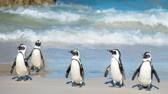 Cape Town: Cape Peninsula and Penguins Full-Day Tour