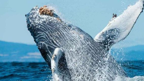 Puerto Vallarta: Whale Watching Adventure Tour