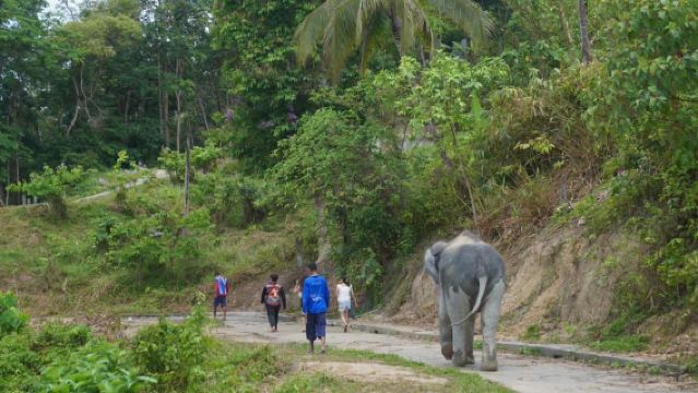 ป่าตอง: ทัวร์เดินชมศูนย์อนุรักษ์ช้างพร้อมบริการรับส่งจากโรงแรม