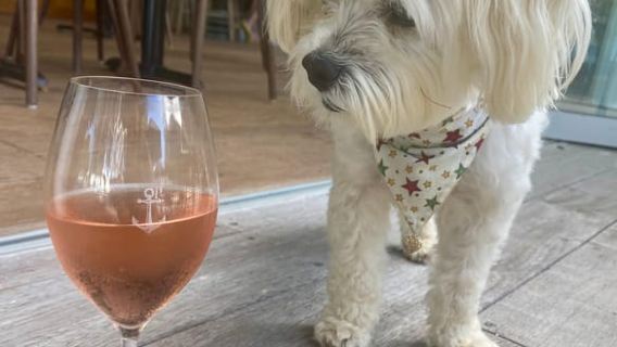 Vanuit Auckland: rondleiding langs wijnhuizen op Waiheke Island