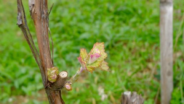 Cinque Terre wijnreis en proeverij met de sommelier