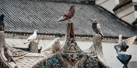 【私家團櫻花季】黃鶴樓+古德寺+黎黃陂路+糧道街一日遊