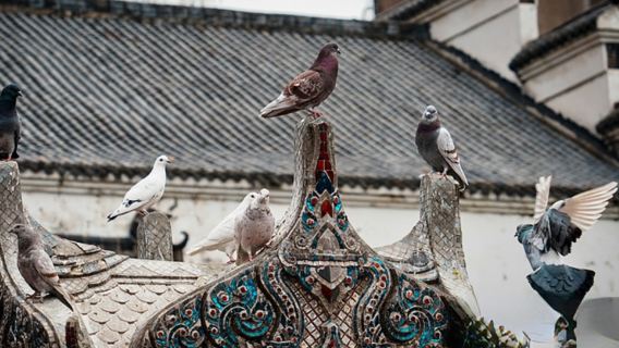 【私人導覽純玩】黃鶴樓+古德寺+黎黃陂路+糧道街一日遊