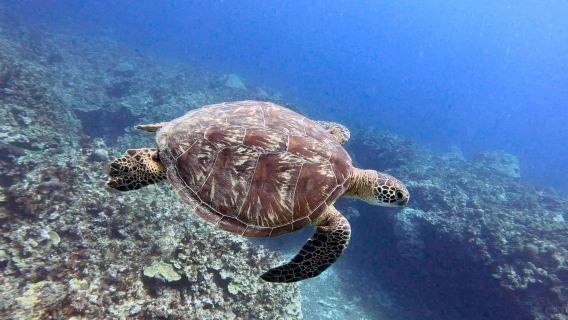 Immersioni in apnea immersione subacquea immersione subacquea di 3 ore a Saipan, USA [immersione subacquea nella baia di Laolao + Osservazione delle tartarughe + Trasferimento incluso + Attrezzatura per lo snorkeling + Istruttore immersione subacquea professionista che parla inglese]