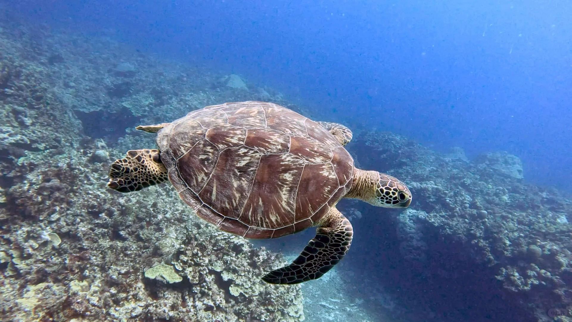 3 ore di immersione in apnea e immersione subacquea a Saipan, USA [Immersione a Laolao Bay + avvistamento tartarughe marine + trasferimento incluso + attrezzatura per snorkeling + istruttore subacqueo professionale in cinese e inglese]