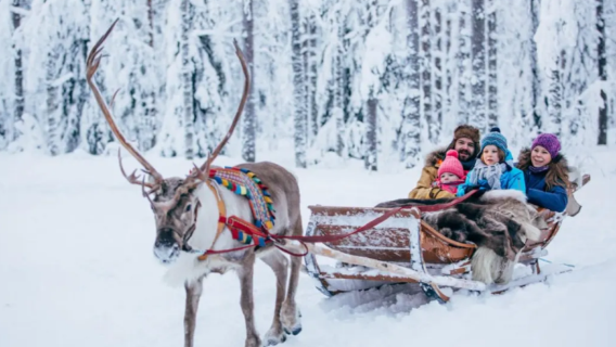 Rovaniemi, Finlandia|Experiencia de moto de nieve, renos y trineo de huskies