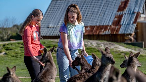 Christmas/New Year Bookings Available - Melbourne Maru Zoo Attractions & Tours