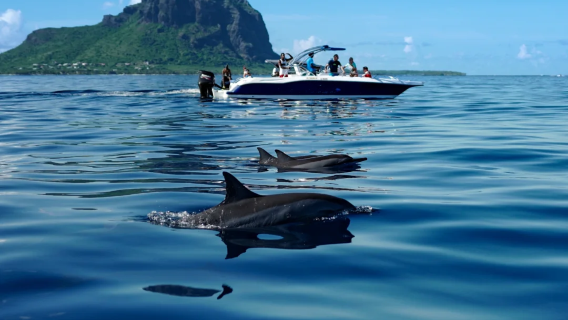 Kombinasi Klasik Barat • Bot Laju Berkongsi Dolphin + Casela Bird Park + Tempahan Bermula dari 2 Orang Lawatan Sehari