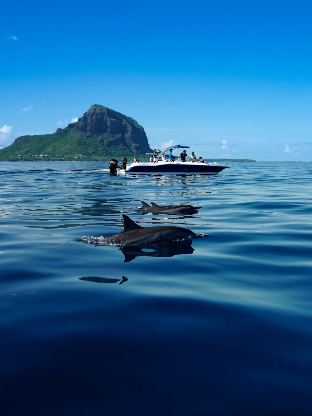 Westliche Klassiker-Kombination • Speedboot-Delfintour mit Gruppenboot + Casela Vogelpark + Buchung ab 2 Personen Tagesausflug