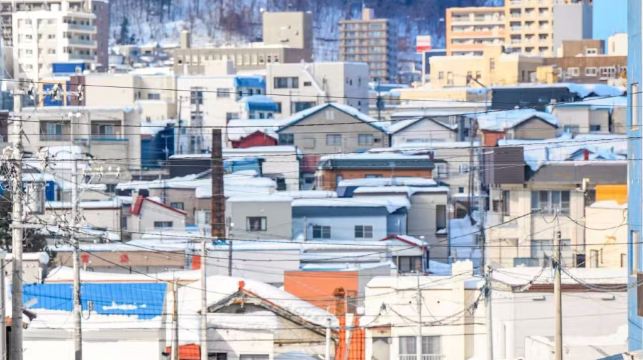 美瑛孤獨樹+白鬚瀑布+旭川動物園+森林精靈露台【包車遊】