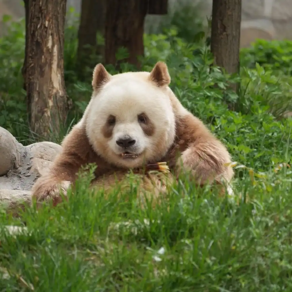 Xi'an Panda Tour-Meet Qizai-the one and only 
