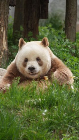 Xi'an Panda Tour-Meet Qizai-the one and only "Chocolate"Panda at Qinling 4 treasures Park