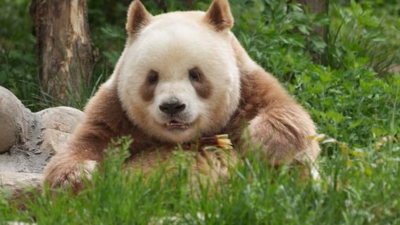 Meet Qizai-the one and only "Chocolate"Panda & Qinling 4 treasures Park & Orchard Picking