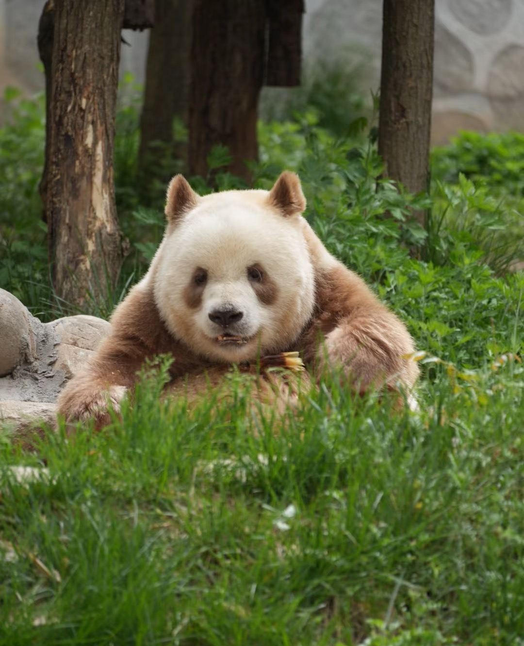 Conoce a Qizai, el único y exclusivo panda "de chocolate", el Parque de los 4 Tesoros de Qinling y la recolección en huertos