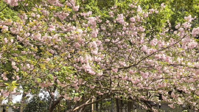 Explore East Lake Cherry Blossom Garden  with a photographer for travel-shoot