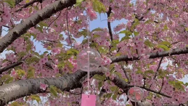 Best Places for Flower Viewing and Spring Outings~1-Day Private Charter Tour in Shanghai | Customizable Itinerary | Healing Flower Therapy