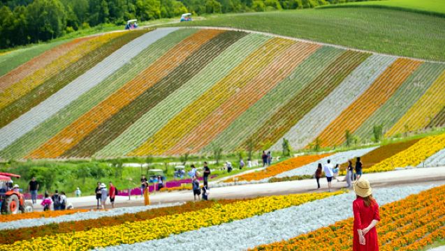 1-day tour to Furano in summer: Panoramic flower gardens Shikisai-no-oka, Farm Tomita, Shirogane Blue Pond (Aoiike) and Shirahige Waterfall