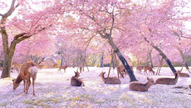 1-Day Tour to Kyoto and Nara: Meet Cute Deer & Cherry Blossoms | Kiyomizu-dera Temple + Fushimi Inari Shrine + Nara Park