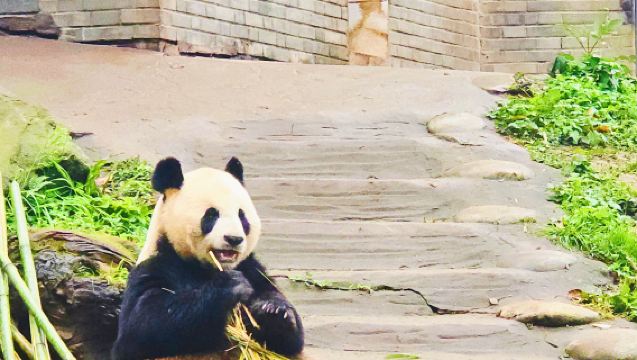 Volontariato per un giorno con i panda a Dujiangyan | Esperienza di cura + Certificato di partecipazione + Trasporto da/per Chengdu