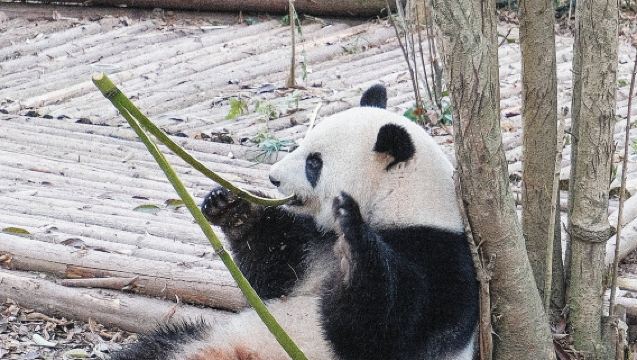 [Private charter bilingual tour] In-depth tour of Chengdu panda base + robo-taxi autonomous driving technology