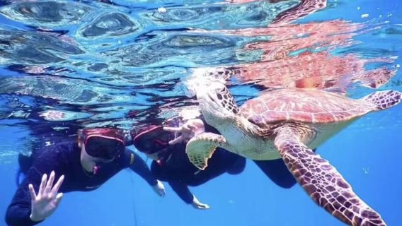 Snorkeling with sea turtles and blue cave exploration in Ishigaki | High chance of encountering sea turtles with free photos