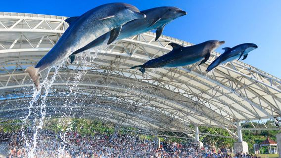 【含門票/午餐】沖繩北部精華一日遊｜美麗海水族館・中文導遊