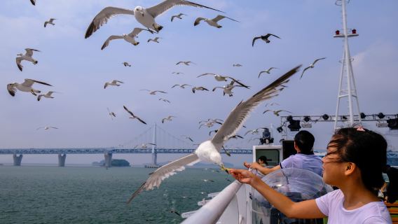 Croisière touristique de Wolmido – Spectacles en direct et expérience de nourrissage des mouettes