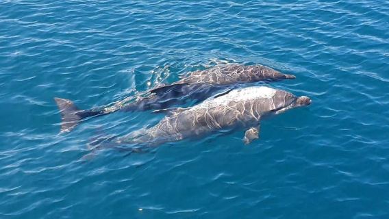 Argostoli: Full-Day Boat Trip with Lunch & Wine
