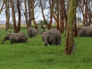 Private Full-Day Safari Tour Amboseli National Park with Lunch