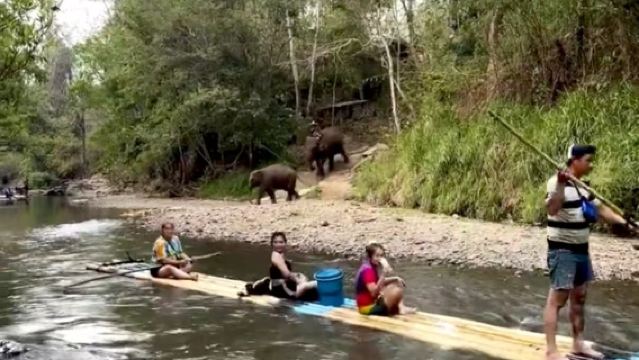 Mae Taeng Elephant Training Camp one-day tour